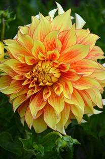 Royplant Dahlia Plant