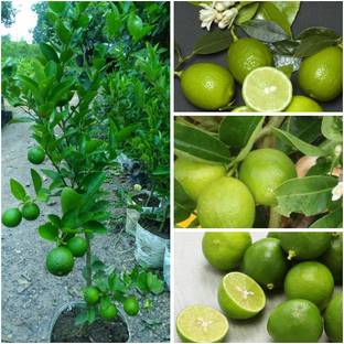 Cloud Farm Lemon Plant