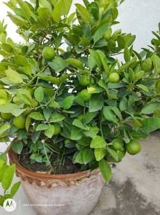 thai mini sour orang Lemon Plant