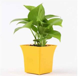 TreeLand Golden Money Plant