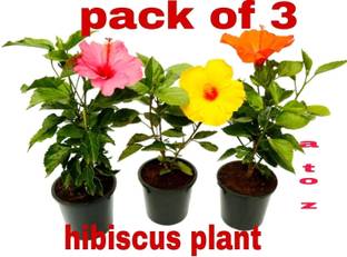 KrishnaNursery Hibiscus Plant
