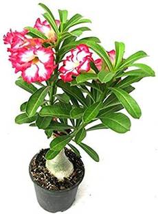 Green Tree Mart Adenium Plant
