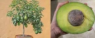 avocardo Avocado Plant