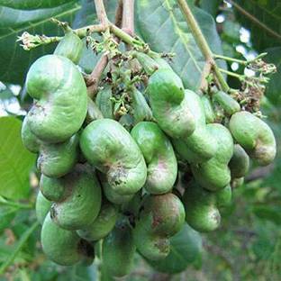 Kapebonavista Cashew Tree Kaju Tree Plant Seed