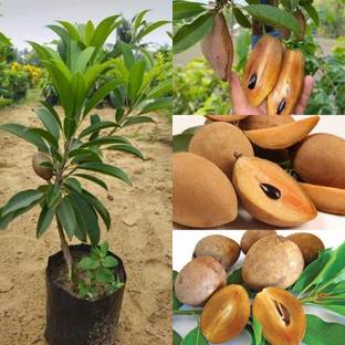 Cloud Farm Chiku Plant