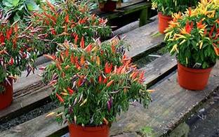 Cloud Farm Chilli Spices Plant