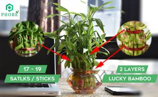 PHORE Two Layer Bamboo Plant