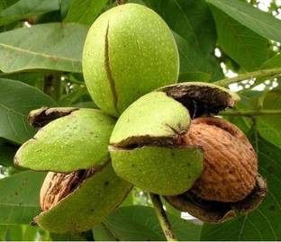 ग्लोबलप्लांट्स वालनट प्लांट पौधा