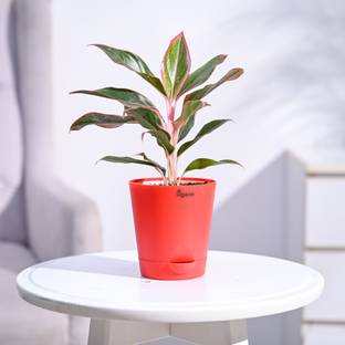 UGAOO Aglaonema Plant
