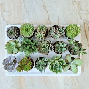 FarmStorey Succulents Plant