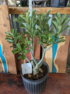 SOMEN Adenium Plant