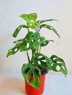 Earth Connect Broken Heart Plant
