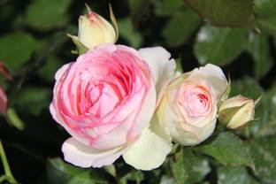 csmb Rose Plant