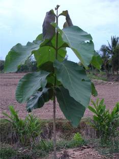 CHILLATAI Teak Plant