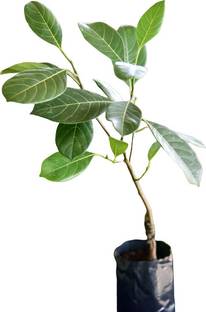 Keralagro Jack Fruit Plant