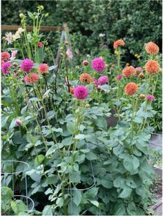SM PLANT HOUSE Dahlia Plant
