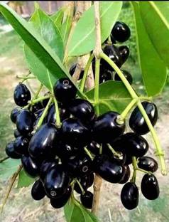 Thai All Time Grafted Jamun Plant
