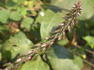 ABEFARIYA Heart Leaf Oxycardium Plant