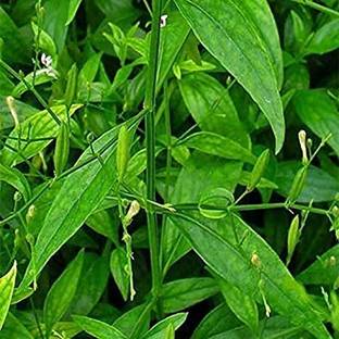Cloud Forest Chirayita Plant