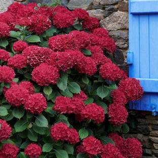 Risenshine Hydrangea Plant