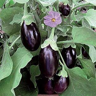 Dhruventerprises Brinjal