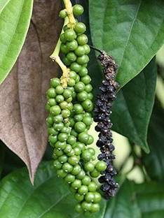 VIJAY GREENERY Pepper Plant