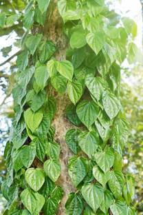 Cloud Farm Betel Leaf Plant