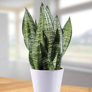 Oxygreenplant Snake Plant