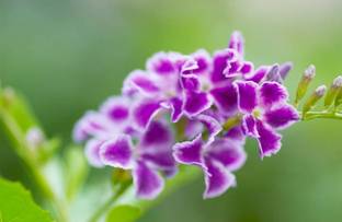 HG live plant Duranta Plant