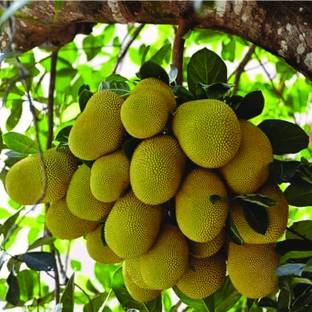 Hug A Plant Uthradam Plavu Plant