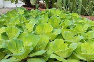 PlantsMart Cabbage
