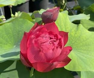 G0 GREEN Lotus Plant