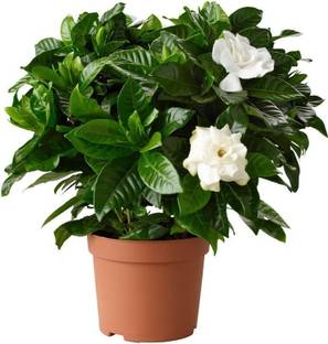 chiku Jasmine Plant