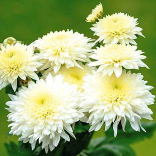 Cloud Farm Chrysanthemums/ Guldavari Plant