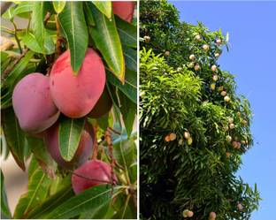 Exotica Dudhiya Malda Mango Plant