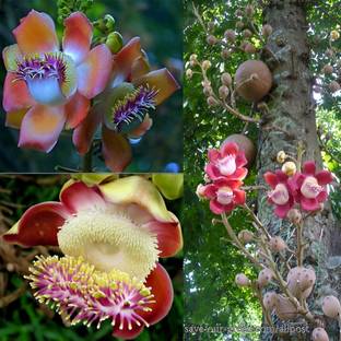 Oxygreenplant Cannon Ball Tree Plant