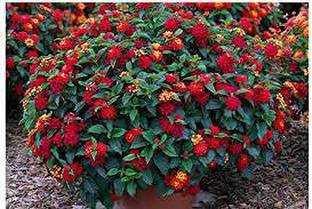 PB HONEY PRIYA PLaNTS Lantana Plant