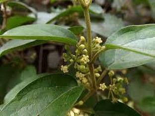 ABEFARIYA Gurmar Plant
