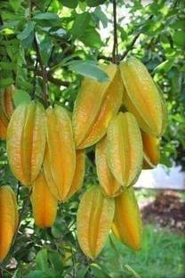 PB REBA PLANT Star Fruit Carambola Grafted Plant