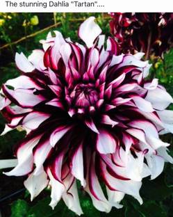 Royplant Dahlia Plant