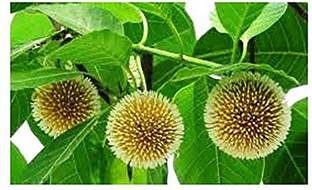 saraswati traders ZZ Plant