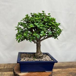 BloomShadow Jade Plant