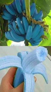 dream shop now Banana Plant