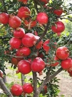 APOSOLUARD Pomegranate Plant