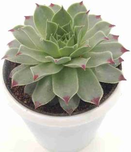 Plantify by The Leaves plant Gerbera Plant