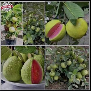 YourPlant Guava Plant