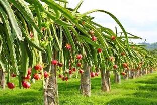 AMGREENWORLD Dragon Tree