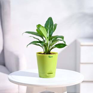 UGAOO Peace Lily Plant