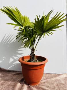 Hari Potter China Palm Plant