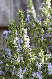 The Himalyanroots Mint Plant